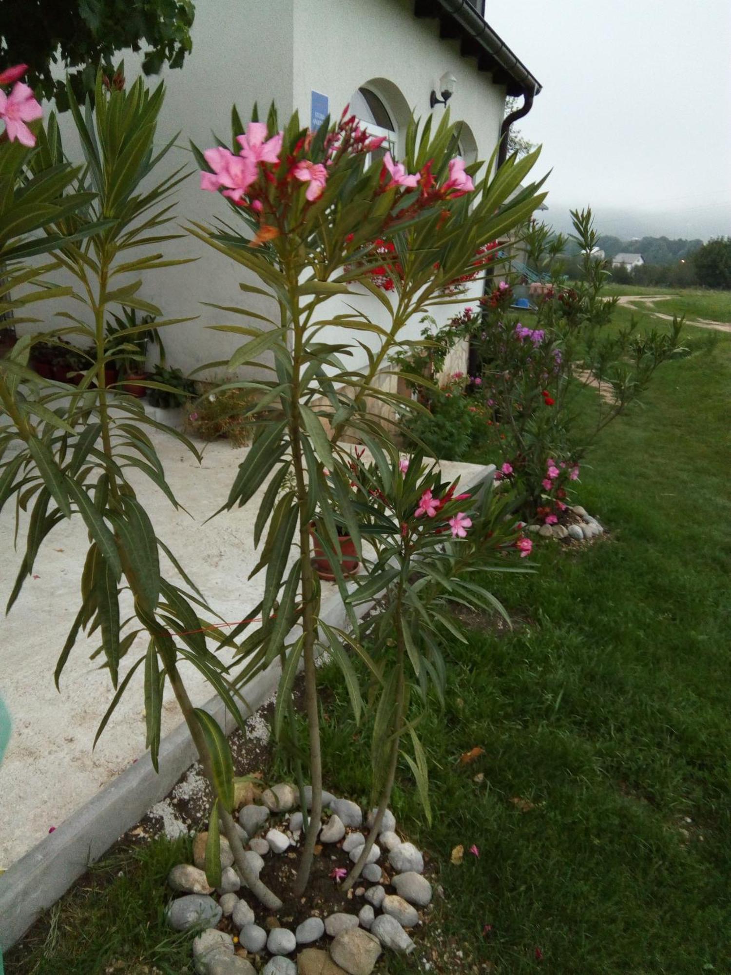 Apartments Zegarac House Korenica Exterior photo